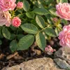 Bloomique - Zestaw 2 sztuk - Róża Lilly - Róża krzaczasta - Podgląd zdjęcia produktu 5