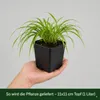 Stauden Gänge 3 x Hakonechloa macra im 1 Liter Topf - Produktbild-Vorschau 5