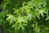 Liquidambar styraciflua, albero dell'ambra, altezza 100 cm, Anteprima dell’immagine prodotto 2