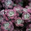 6 x rozchodník  - Sedum spathulifolium 'Purpureum'  | Náhľad obrázku produktu 1