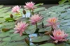 Bloomique - Nymphaea Wilfron Gonnere - Grążel wodny - Podgląd zdjęcia produktu 3