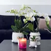 Kolibri Orchids | COMBI DEAL von 2 weißen  Produktbild-Vorschau 5
