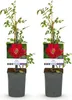 Green boutiQ - Klimroos - Rosa Red Queen - Bloem Rood - Voir les images du produit 1