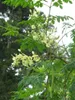 Moringa (Moringa oleifera)  - 10 semi Anteprima dell’immagine prodotto 2