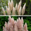 A split image showing two different colors of pampas grass plumes against a green leafy background. Produktbild-Vorschau