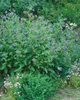 Symphytum officinale, Beinwell, ca. 11x11 cm Topf, robust Produktbild-Vorschau 13