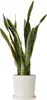 Langue de belle-mère - Sansevieria trifasciata Laurentii - Voir les images du produit 7