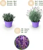 Lavandula angustifolia Munstead - lawenda - mrozoodporna - Podgląd zdjęcia produktu 4