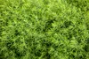 Thuja occidentalis 'Teddy', Kugel-Lebensbaum, kompakt, Produktbild-Vorschau 3