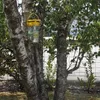 Flybuster Garden Trap avec attractif Voir les images du produit 5