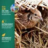 Zona agricola Mangime per quaglie Premium 25 kg Anteprima dell’immagine prodotto 4
