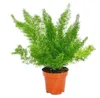 Zierspargel  - 3er Set - 3 verschiedene Asparagus Pflanzen Produktbild-Vorschau 2