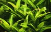 Mutterpflanze Aquariumpflanze Hygrophila 'Siamensis' XL Produktbild-Vorschau 2