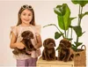 Labrador sitzend dunkelbraun, ca. 25cm Produktbild-Vorschau 5