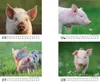 Schweinchenzauber Tischkalender 10x10cm für 2027 Schweine Produktbild-Vorschau 3