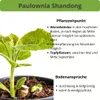 2 x Paulownia Blauglockenbaum Shandong im 8-10 cm Topf Produktbild-Vorschau 3