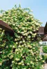 Lonicera japonica 'Halliana', Japanische Geißschlinge, Produktbild-Vorschau 6