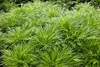 A dense planting of Hakonechloa macra 'Aureola' (Japanese Golden Forest Grass). Produktbild-Vorschau