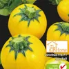 Zucchini Sun Ball F1 | Runde gelbe Zucchini | Kompakte Produktbild-Vorschau 2