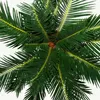 Cycas revoluta - japonska paproc palmowa z cebulka - Podgląd zdjęcia produktu 3