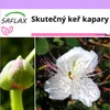 SAFLAX - Skutečný keř kapary - Capparis spinosa - 25 Semena Náhled obrázku produktu 10