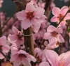 Pfirsichbaum `Suncrest´ , gelbfleischiger Pfirsich, Produktbild-Vorschau 3