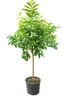 Roślina bergamotowa 140–160 cm – Citrus bergamia – drzewo Podgląd zdjęcia produktu 1