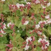 6 x Storchschnabel  - Geranium macrorrhizum 'Spessart'  | Produktbild-Vorschau 2