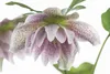 Helleborus x orientalis 'Ballard', Lenzrose, ca. 11x11 cm Produktbild-Vorschau 9