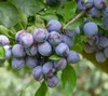 Zwetsche 'Wangenheims Frühzwetsche' Produktbild-Vorschau 2