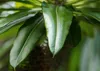SAFLAX - Madagascar - Palme - Pachypodium lamerei - 10 Produktbild-Vorschau 9