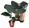 Alocasia ‘Regal Shields’ - Elefantenohr - Zimmerpflanze - Produktbild-Vorschau 4