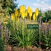 Stauden Gänge 1 x Kniphofia 'Lemon Popsicle' - Gelbe Produktbild-Vorschau 6