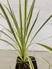 Sada 3 cordylin – Cordyline australis 'Lime Passion'®, Náhled obrázku produktu 6