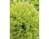 A close-up of a small, bushy green plant with light green and yellowish tips. Náhled obrázku produktu