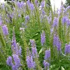 6 x Ehrenpreis - Veronica spicata | Topf 9cm x 9cm Voir les images du produit 1