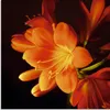 ARTland Glasbild Clivie in leuchtendem Orange Größe: 20x20 Produktbild-Vorschau 1
