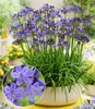 BALDUR Garten 1x Zwerg-Agapanthus 'Fairy Blue®', Knolle in Produktbild-Vorschau 1
