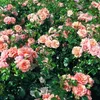 Růže  – Popínavá růže Kordes – Rosa 'Aprikola' Náhled obrázku produktu 2