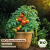 Samenliebe  Tomate Samen | Rotkäppchen - rot & kleine & Produktbild-Vorschau 4