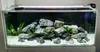 Rocce per Acquario Green Rock 24 kg, pietre naturali Anteprima dell’immagine prodotto 3