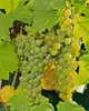 Close-up of green and yellow grapes on a vine with green leaves. Produktbild-Vorschau