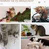 PawHut Colonne à griffer Arbre à chat Tronc à griffer avec Voir les images du produit 6