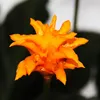 Ro?lina cieniolubna o jasnych kwiatach - Calathea crocata - Podgląd zdjęcia produktu 2