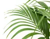 Trendyplants - Kentia Palm - Howea Forsteriana - pokojová Náhled obrázku produktu 3
