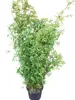 Fargesia nitida "Jiuzhaigou" 160–170 cm | Roter Produktbild-Vorschau 1