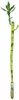 Lucky Bamboo 'Lucky Bamboo' fusto dritto, in tubo - pianta Anteprima dell’immagine prodotto 2