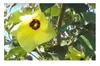 10x Hibiscus tiliaceus Strauch Eibisch Garten Pflanzen - Produktbild-Vorschau 3
