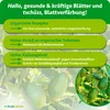 Purgrün -Avocado-Dünger 1 Liter, Produktbild-Vorschau 3