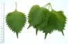 Shiso (Perilla frutescens var. crispa f. viridis)  – 50 Náhľad obrázku produktu 3